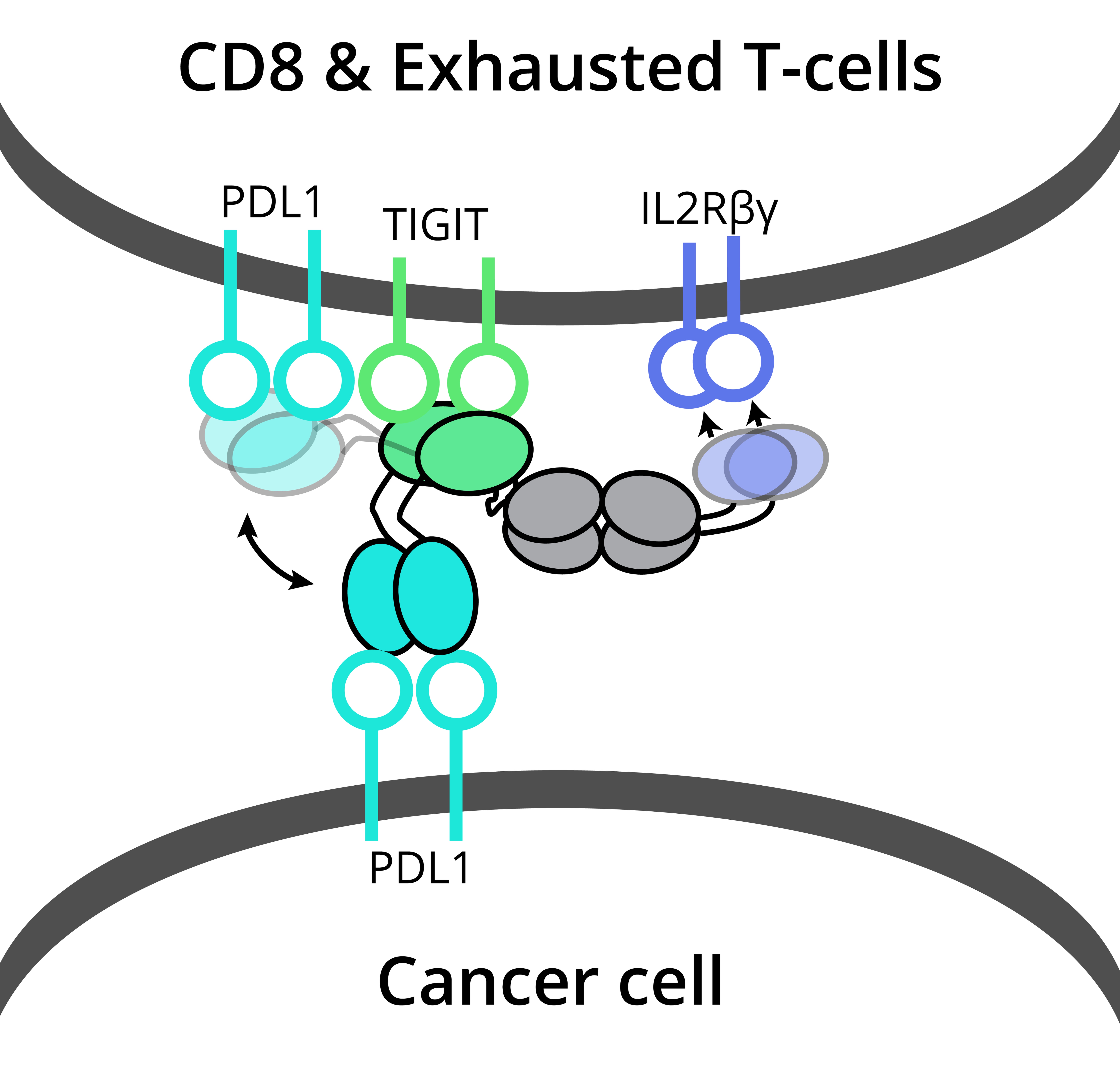 DB007 MoA: tri-specific antibody targeting PDL1 on cancer cell and TIGIT + IL2Rβγ on CD8+ exhausted T-cells