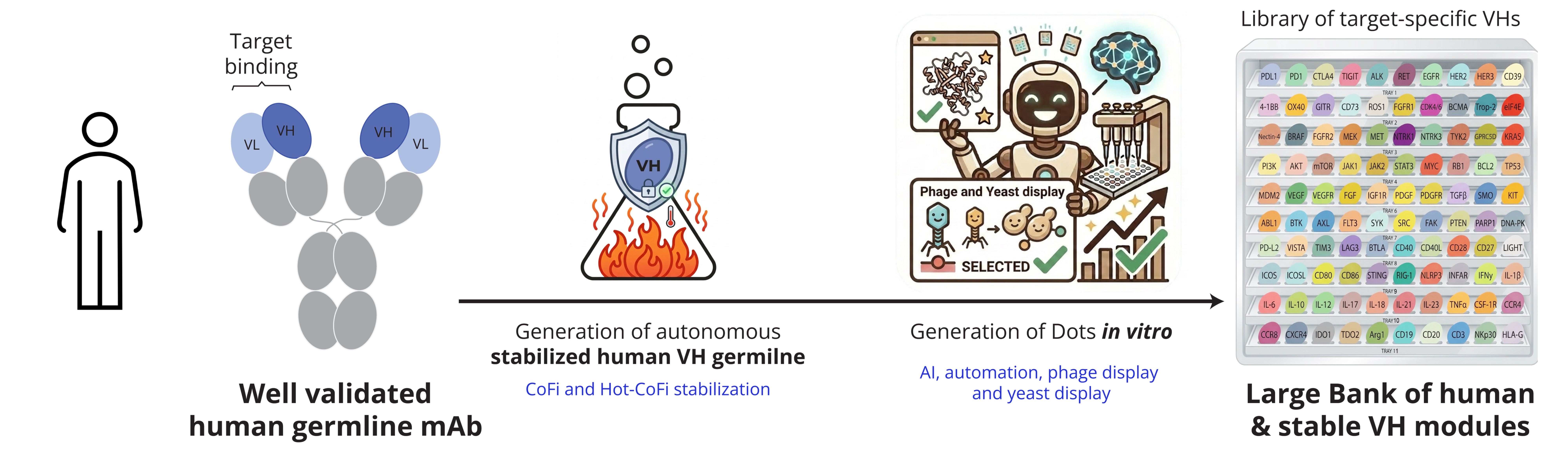 DotBody — fully human, scalable, in vitro