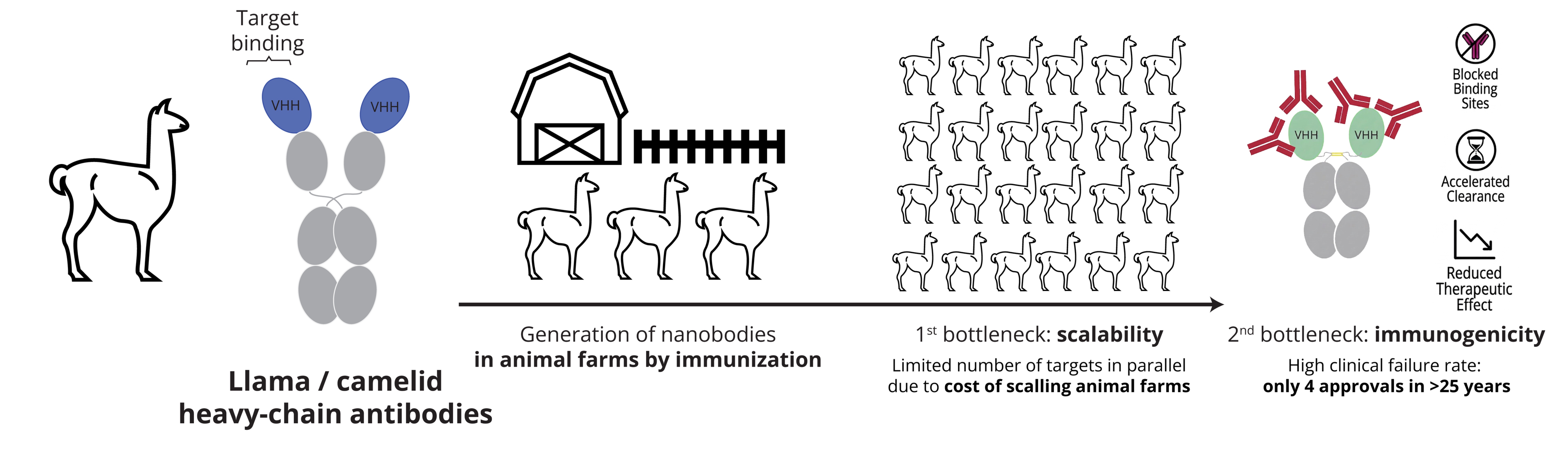 Nanobody approach — scalability and immunogenicity bottlenecks
